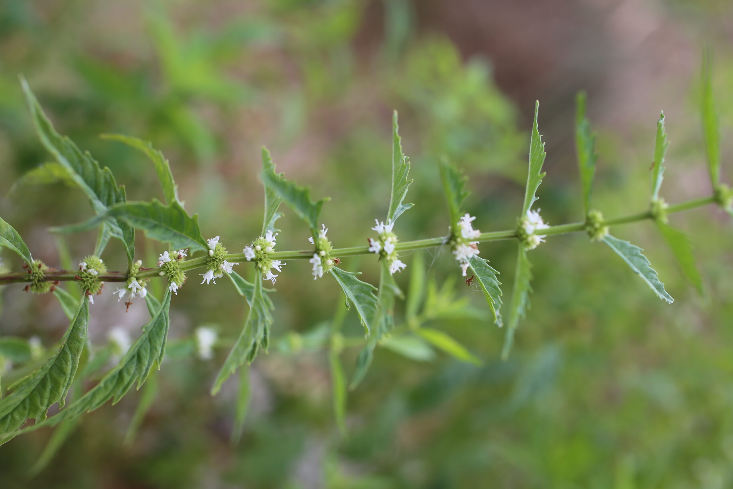 Lire la suite à propos de l’article Hyperthyroïdie : les plantes calmantes et bénéfiques