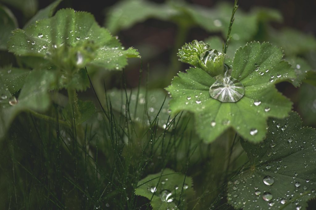 Alchémille (Alchemilla vulgaris)