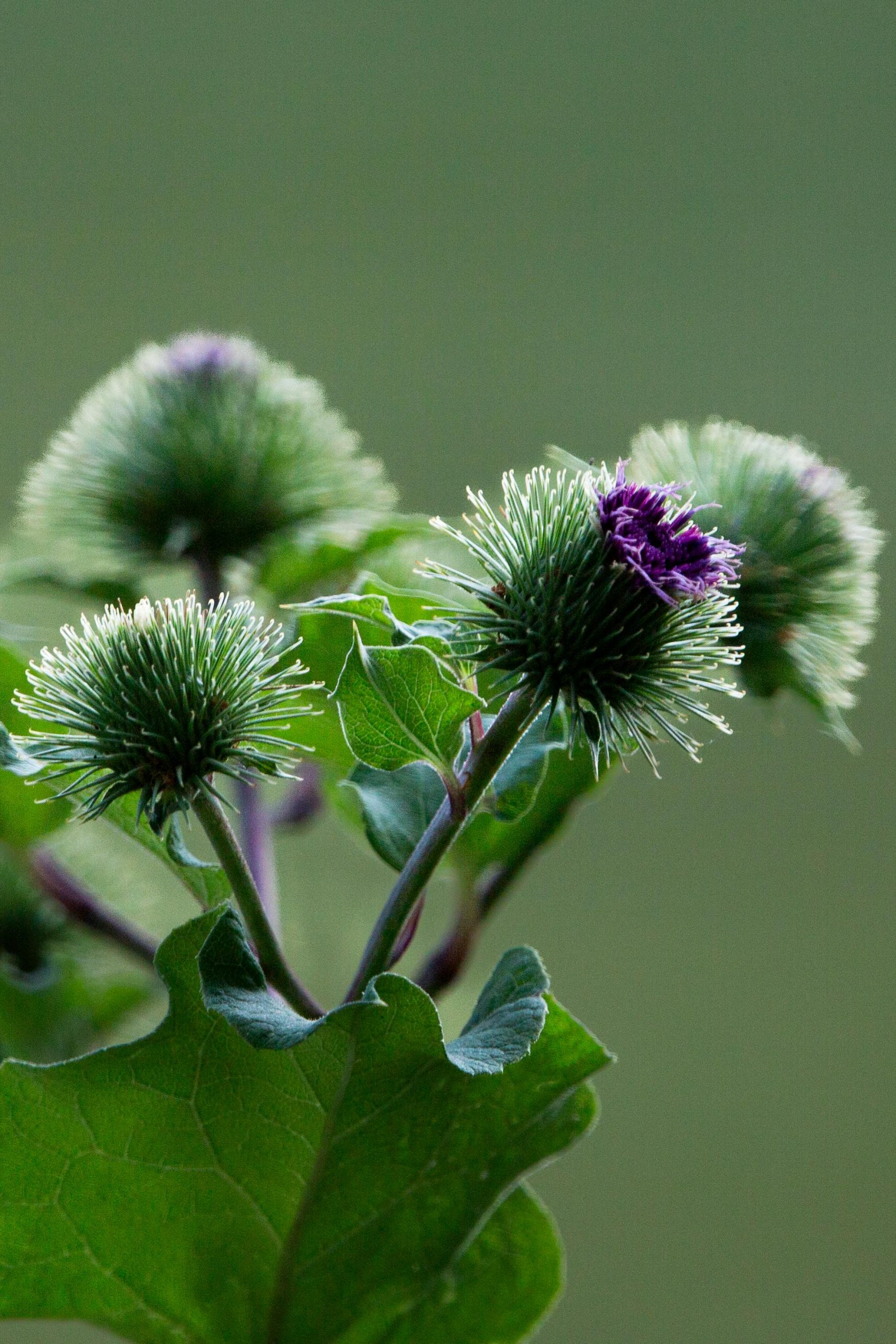 Lire la suite à propos de l’article Bardane (Arctium lappa) et cancer