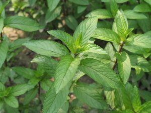 Menthe poivrée