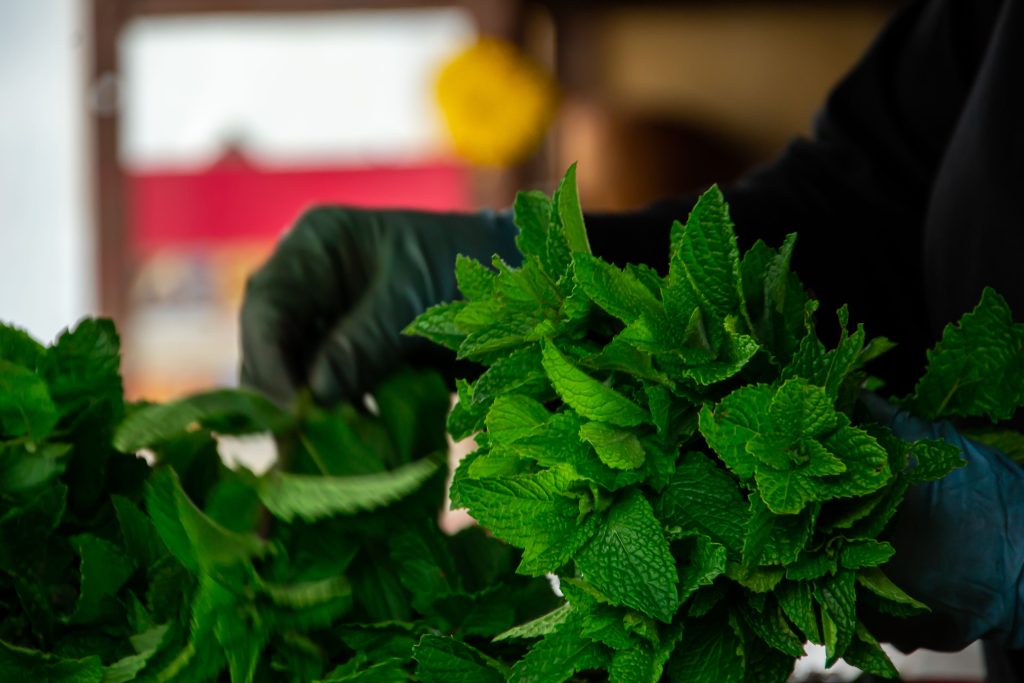 Menthe