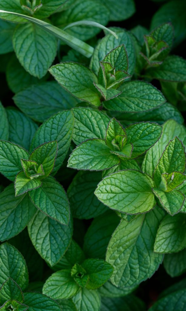 Menthe et cancer